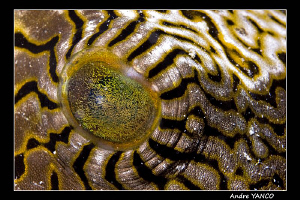 Eye of the puffer ... Nikon D200 with 60 mm macro lens in... by Andre Yanco 